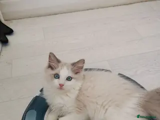 Ragdoll cats Pedigree Ragdoll Kittens, TICA Registered - Advert 5