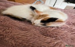 Mixed Breed cats for sale: Beautiful baby kittens 💕 - Image 1