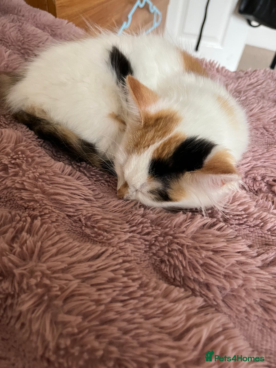 Mixed Breed cats for sale: Beautiful baby kittens 💕 - Image 1