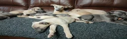 Whippet dogs for sale: High Quality Whippet pups Crufts - Advert 20