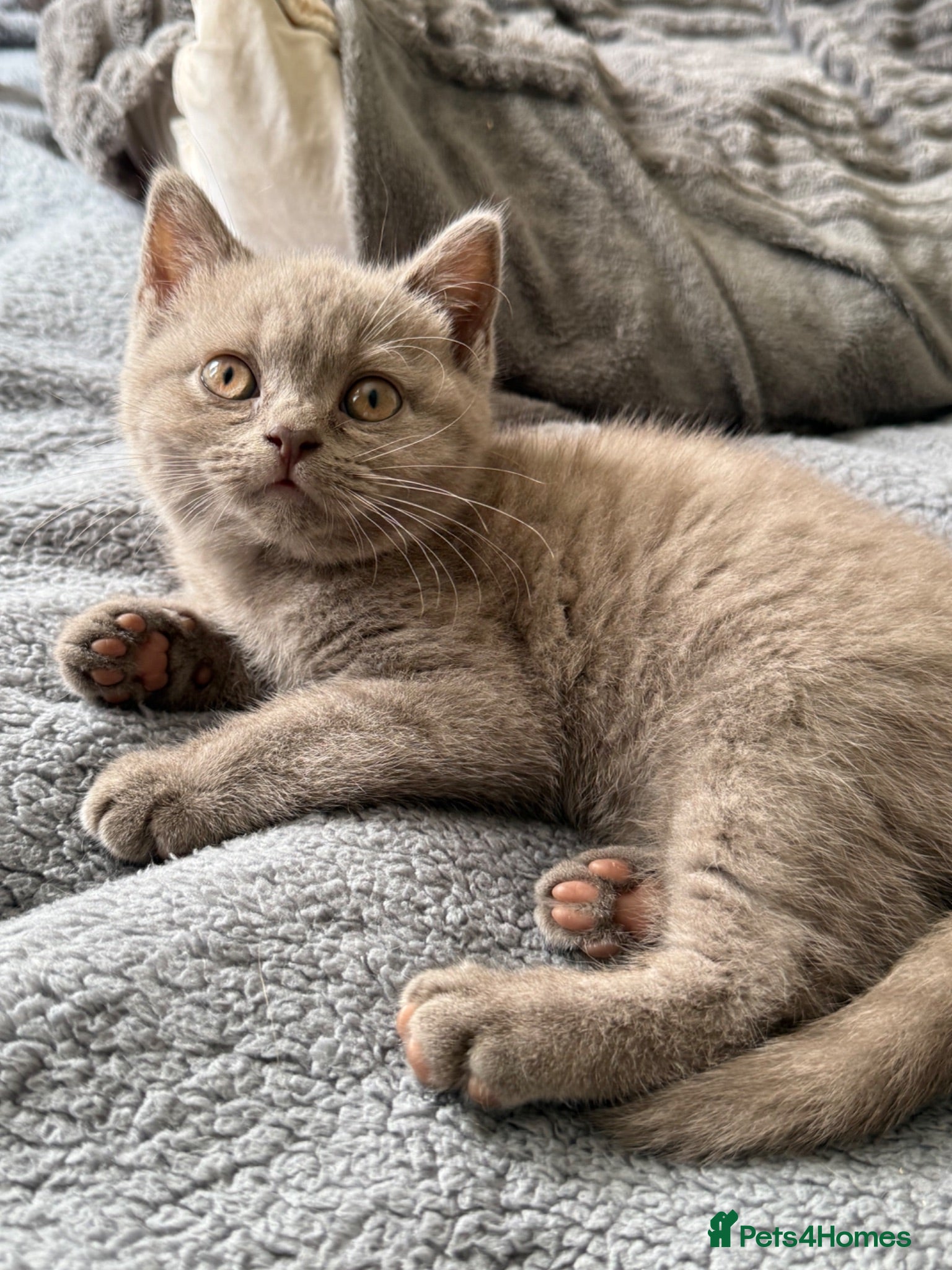 British Shorthair cats British shothair cute kittens  - Advert 1