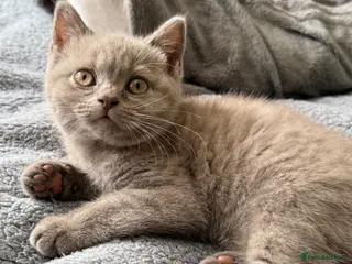 British Shorthair cats British shothair cute kittens - Advert 6