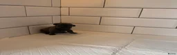 French Bulldog dogs for sale: Fluffy French bulldog puppies 🐶  - Advert 14