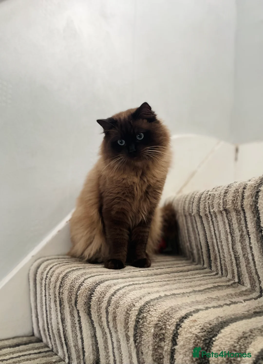 Ragdoll cats for stud: TICA registered seal mink stud - Advert 5