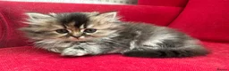 Persian cats for sale: Persian kittens - Advert 10