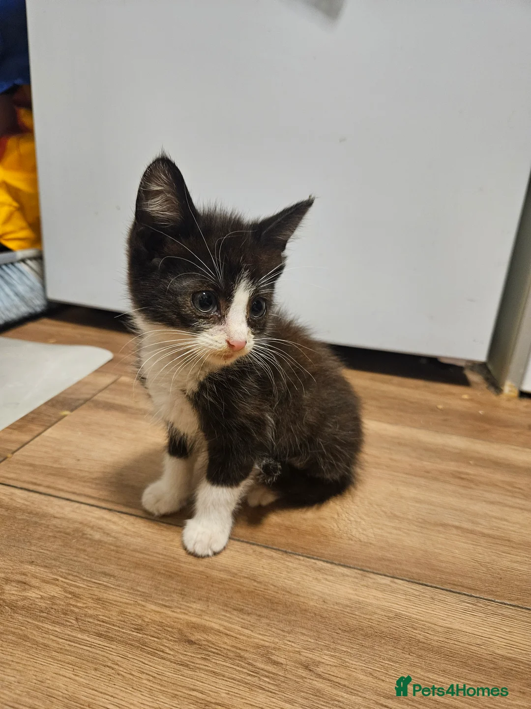 Mixed Breed cats for sale: kitten  - Advert 3