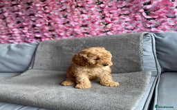 Cavapoo dogs for sale: BEAUTIFUL RED COCKERPOOS PUPPIES ready now!  - Image 6