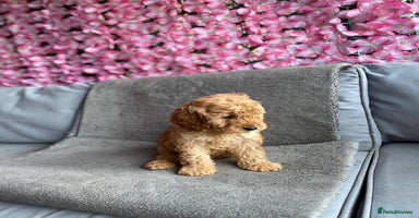 Cavapoo dogs - Advert 9