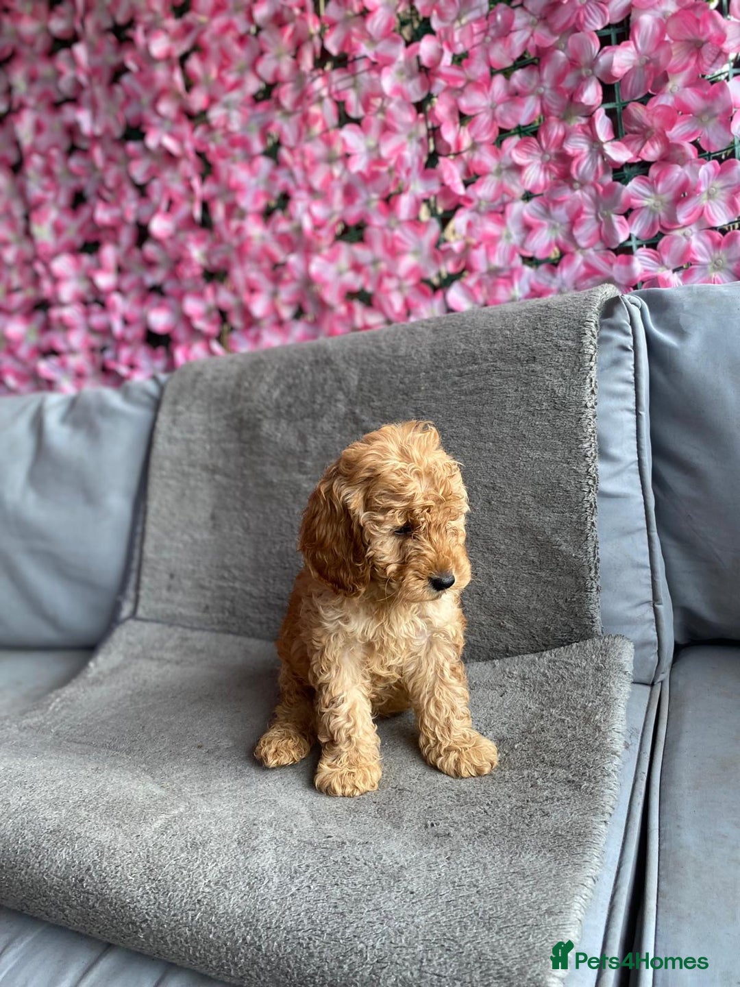 Cavapoo dogs for sale: BEAUTIFUL RED COCKERPOOS PUPPIES ready now!  - Image 6