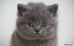 British Shorthair cats for sale: Chunky British Blue Shorthair Kittens, 2 Boys - Image 5