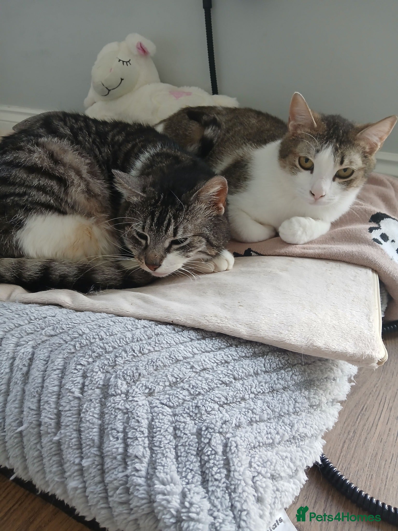 Mixed Breed cats for adoption: Mercury for adoption - Advert 2