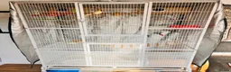 Budgerigars birds for sale: 6 Beautiful Budgies for Sale Including Cage & Food in Stevenage - Advert 4
