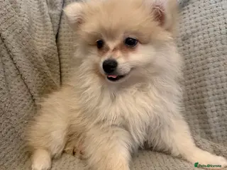 Pomeranian dogs ✨ LAST ONE ✨READY NOW ✨STUNNING POMERANIANS 🫶🏽 - Advert 9