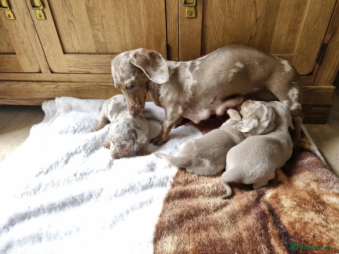 Miniature Dachshund dogs for sale: 🐾 Mini Dachshund Pups – Ready Aug 13 ✨ - Image 4