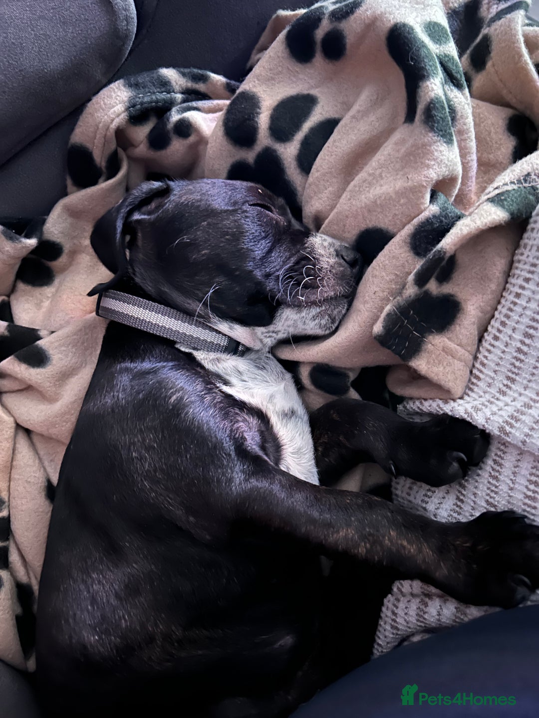 Mixed Breed dogs for sale: Skye  - Image 3