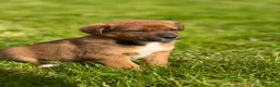 Mixed Breed dogs for sale: Adorable Australian Shepherd cross puppy in Lampeter - Advert 7