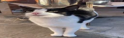 European cats for sale: Sweet and friendly girl - Advert 2