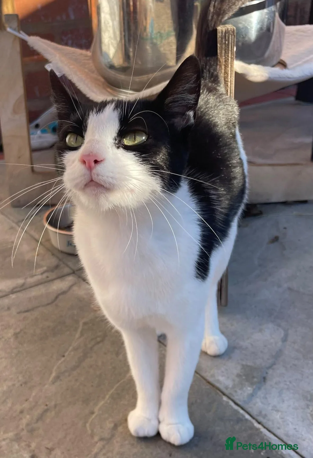 European cats for sale: Sweet and friendly girl - Advert 2