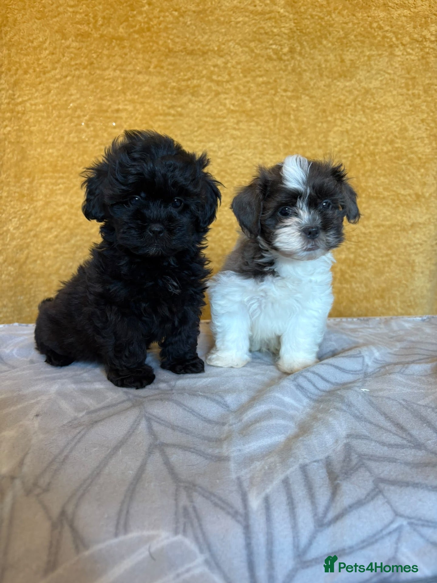 Shihpoo dogs 2 left GORG SHIHPOOS BOTH PARENTS HEALTH TESTED - Advert 1