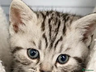 British Shorthair cats Beautiful pedigree BSH silver and black tabbies - Advert 1