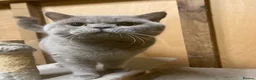 British Shorthair cats for sale: Lilac stud cat  - Advert 7