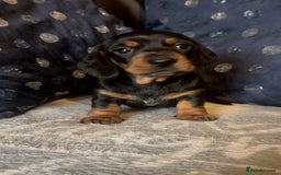 Miniature Dachshund dogs for sale: Mini Smooth Haired Dachshund Puppy  - Image 5