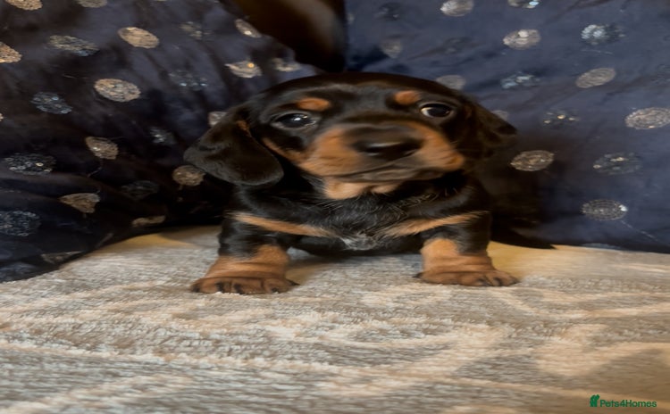 Miniature Dachshund dogs - Advert 16