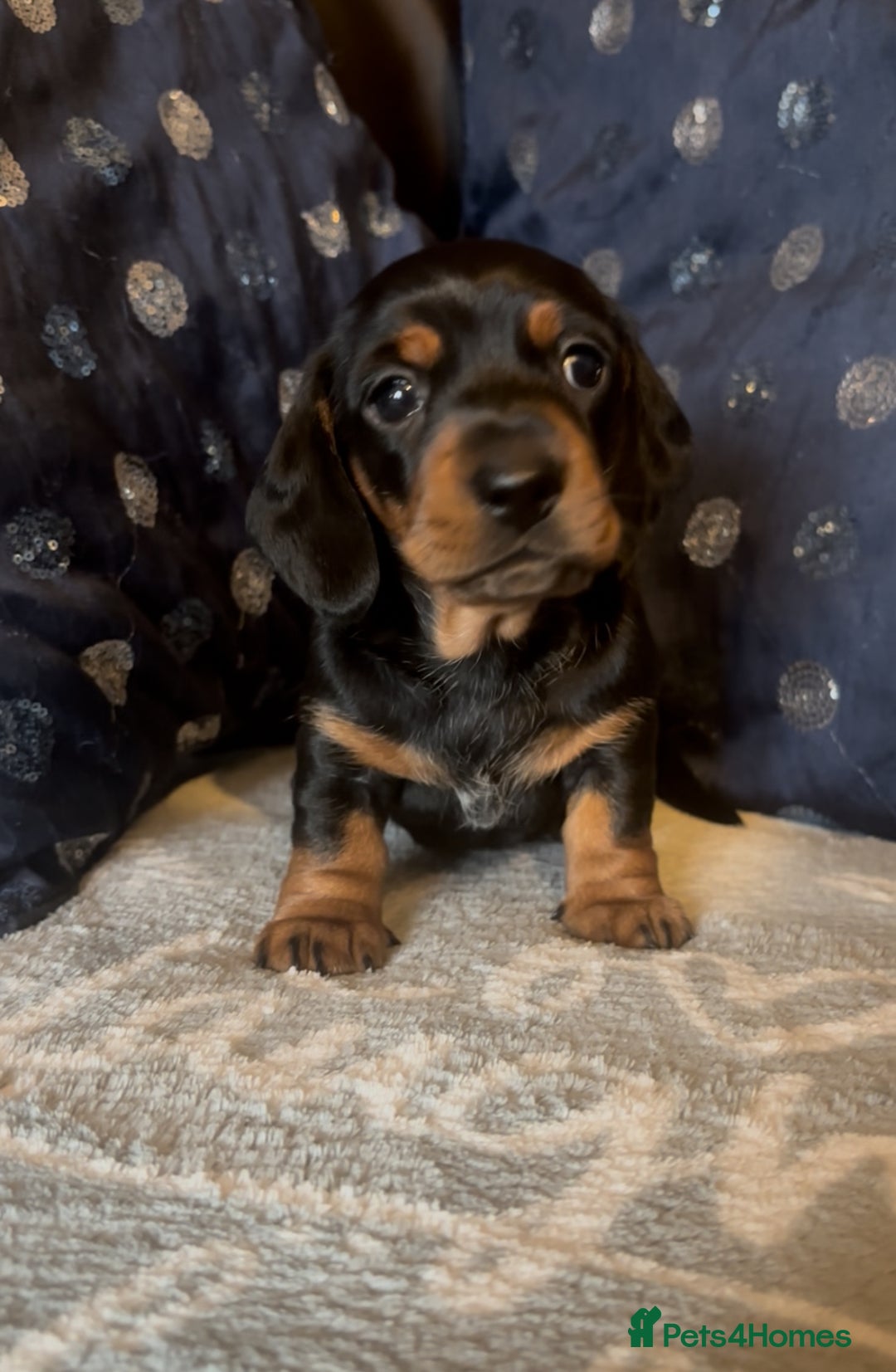 Miniature Dachshund dogs for sale: Mini Smooth Haired Dachshund Puppy  - Image 5