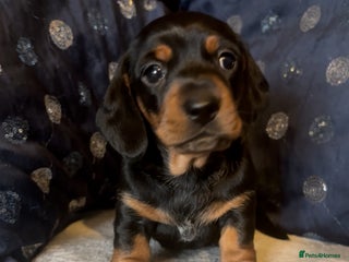 Miniature Dachshund dogs - Advert 6