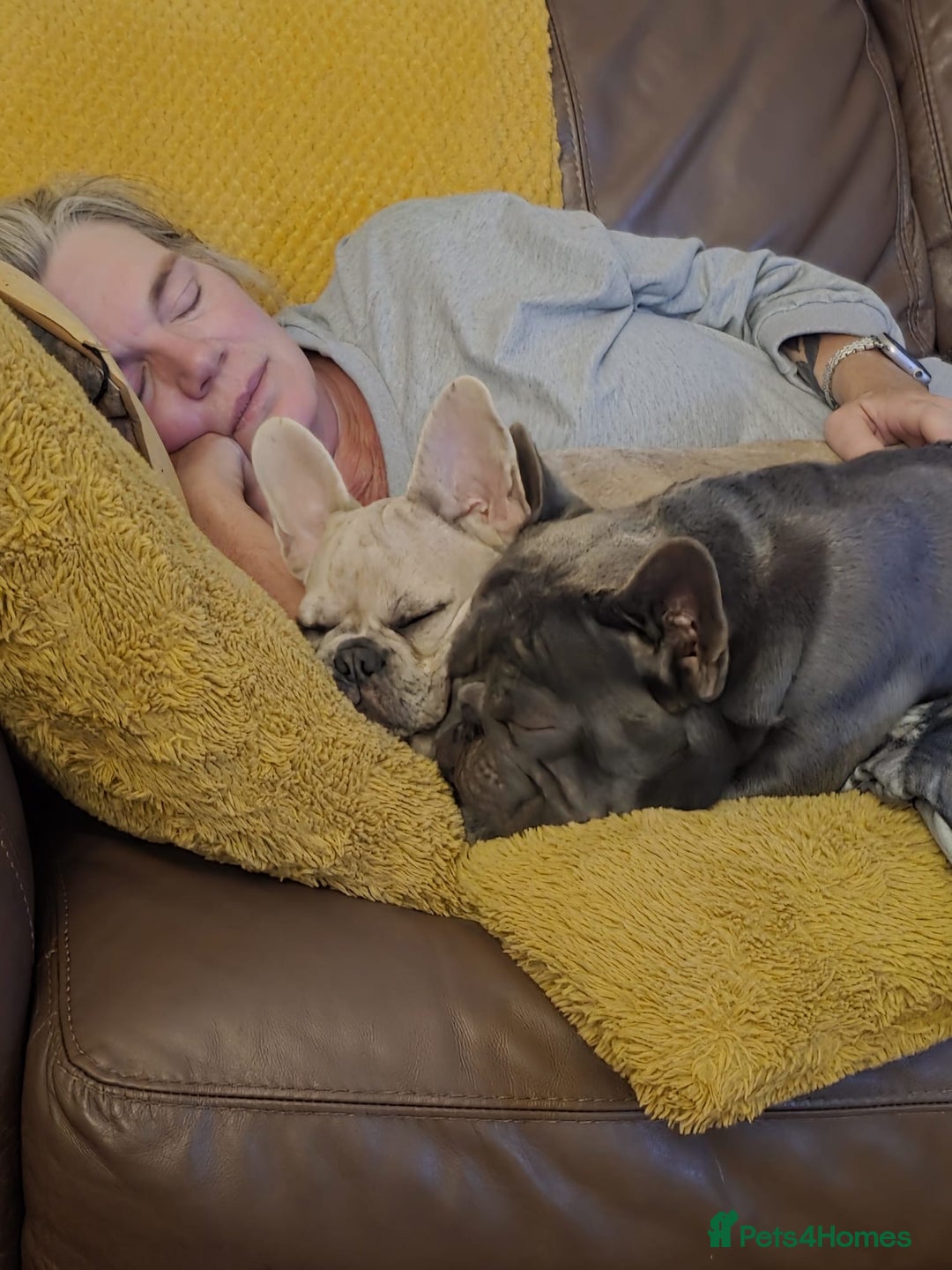 French Bulldog dogs for sale: French bulldog male  - Image 5