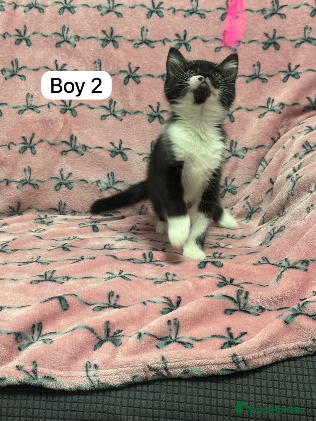 British Shorthair cats for sale: PURE BSH Girl kitten and BSH mix adorable boys - Advert 7