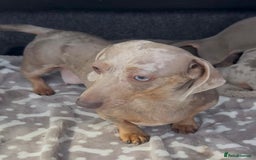 Miniature Dachshund dogs for sale: Miniature Dachshund Puppies  - Image 9