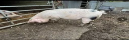 Pig livestock for sale: 1 Pedigree Gloucestershire Old Spot Growing,  in Coalville - Advert 4
