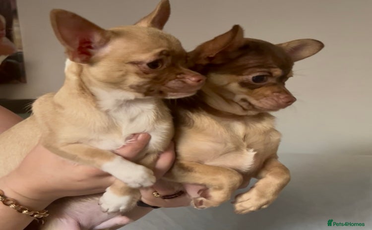 Chihuahua dogs - Advert 2