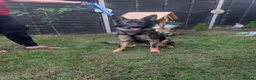 German Shepherd dogs for sale: German Shepherd  - Advert 5