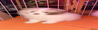 Pomeranian Puppy 2
