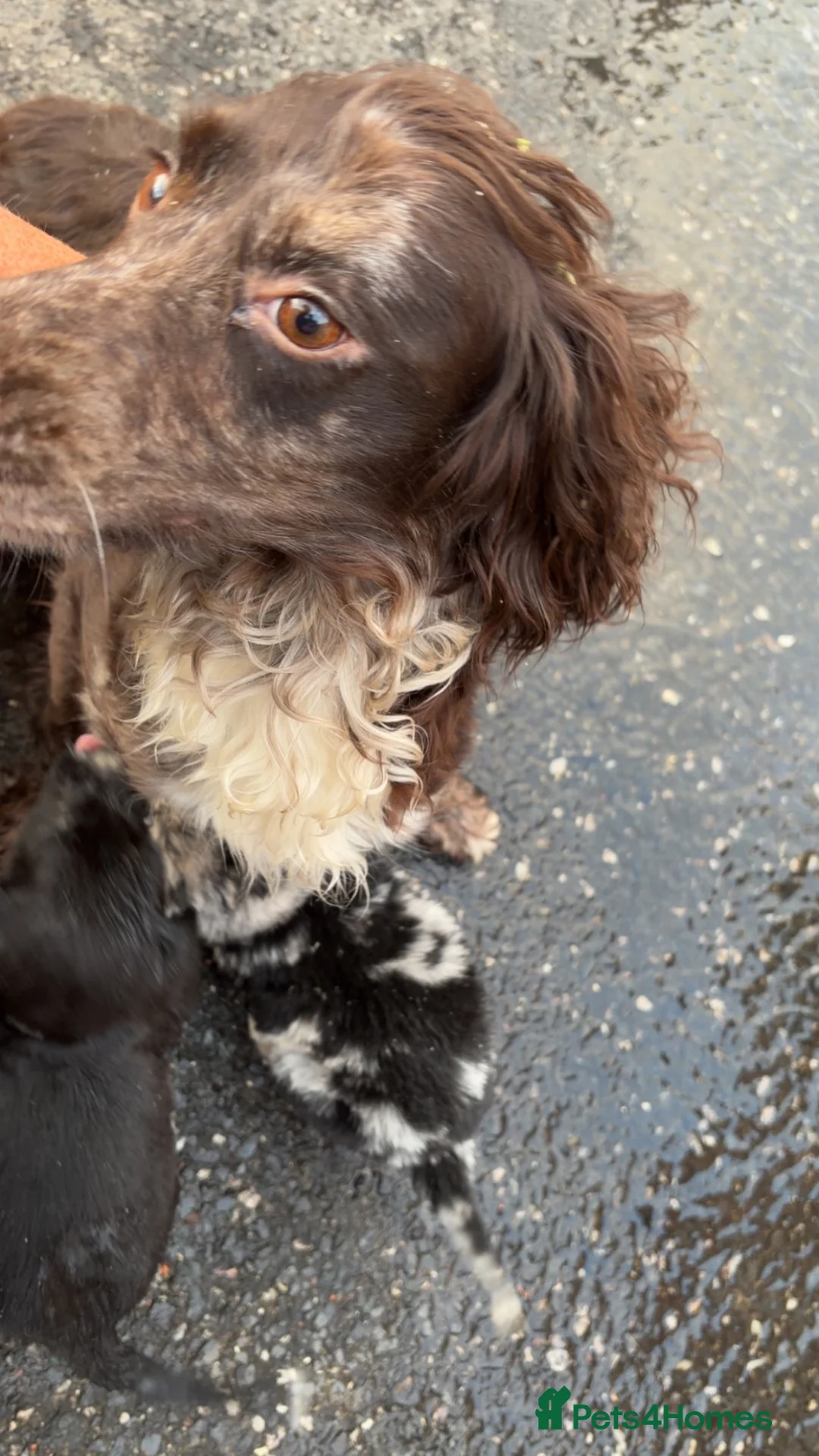 Cockapoo dogs for sale: Cockapoo pups  - Advert 1
