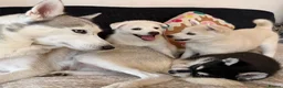 Pomsky dogs for sale: 3 Adorable Pomsky Puppies  - Advert 6