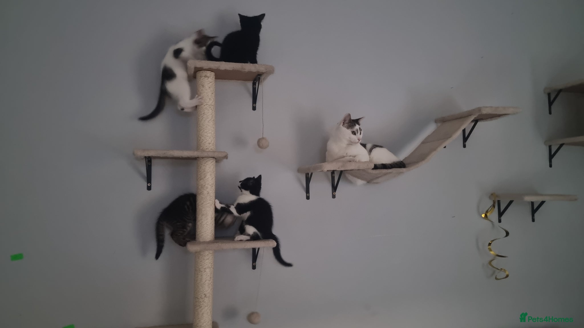 Mixed Breed cats Lovely Mixed Breed Kittens - Advert 7