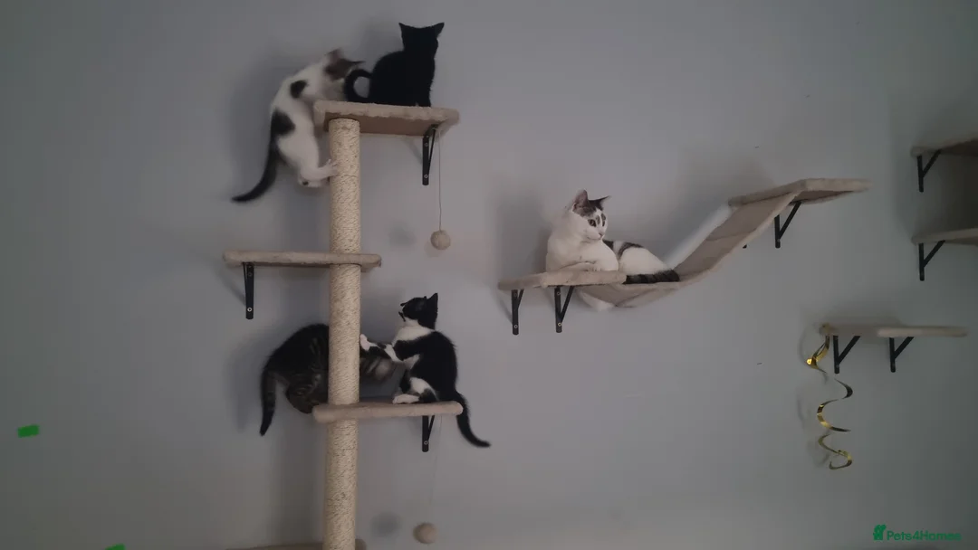 Mixed Breed cats for sale: Lovely Mixed Breed Kittens in Durham - Advert 1