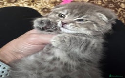 Scottish Fold cats for sale: Pure Scottish kittens in hull - Image 10