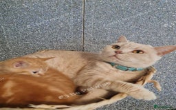 British Shorthair cats for sale: Male British Shorthair Kitten - Image 1