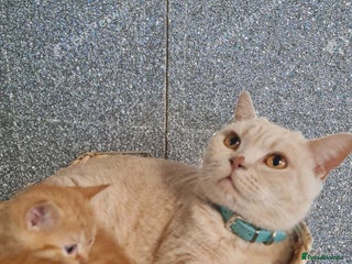 British Shorthair cats - Advert 3