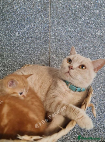 British Shorthair cats - Advert 4