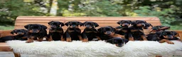 Dobermann dogs for sale: READY NOW- Outstanding KC Dobermann Pups🇧🇷 - Advert 1