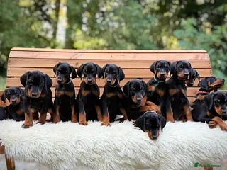 Dobermann dogs Outstanding KC Dobermann Pups🇧🇷 Licensed Breeder - Advert 1