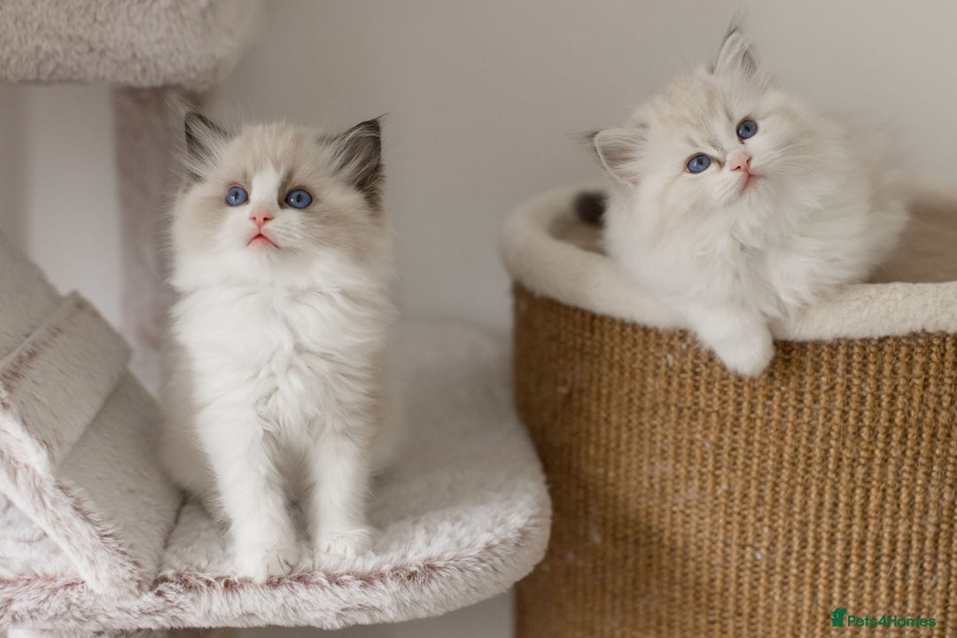 Ragdoll cats for sale: Amazing Ragdoll kittens - Image 30