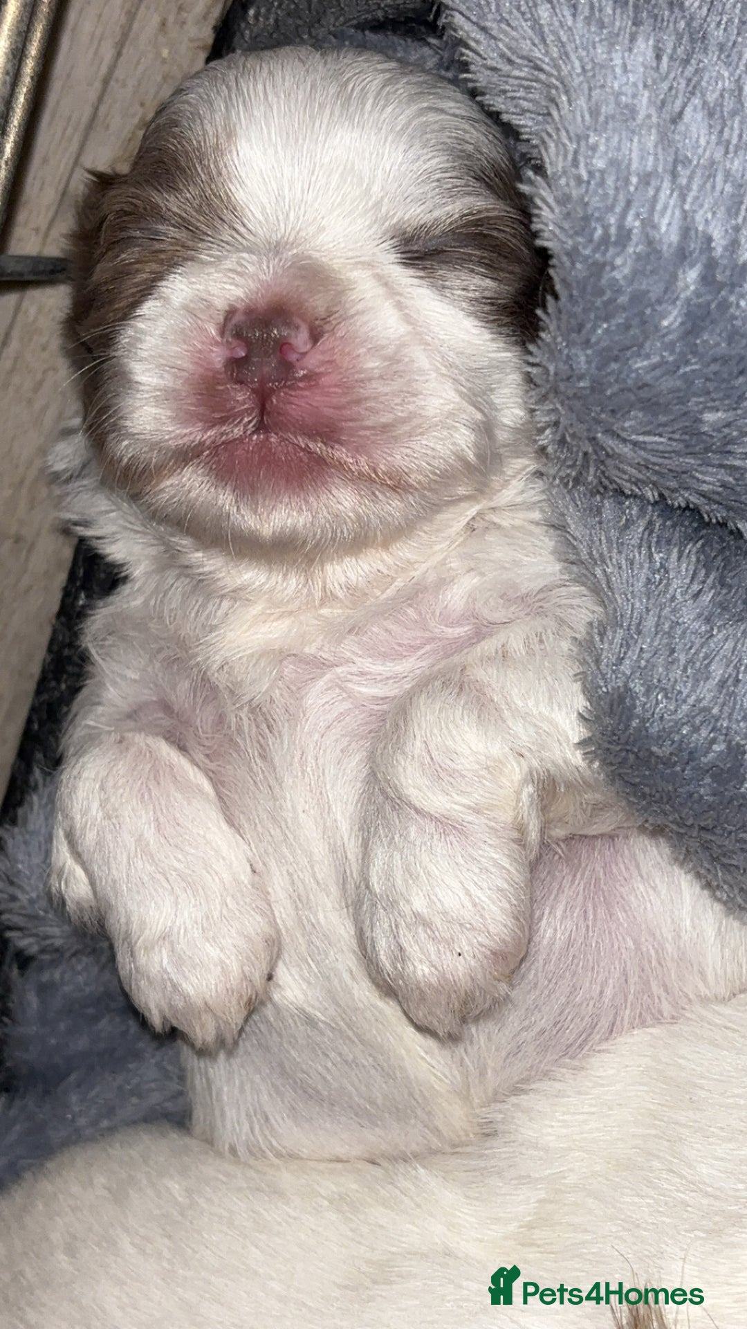 Shih Tzu dogs for sale: Beautiful Shih Tzu puppies - Advert 3