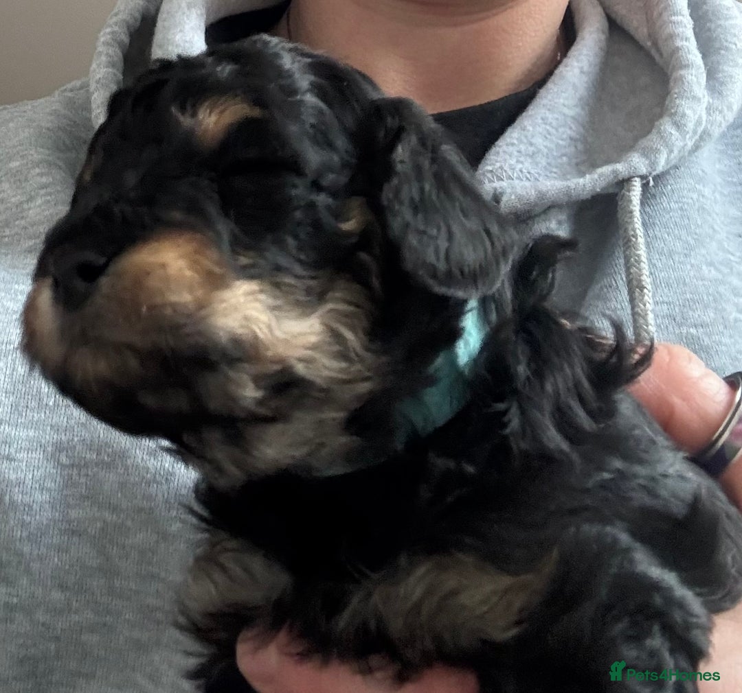 Poochon dogs for sale: Gorgeous Poochon puppies 2 girls 3 boys - Advert 6