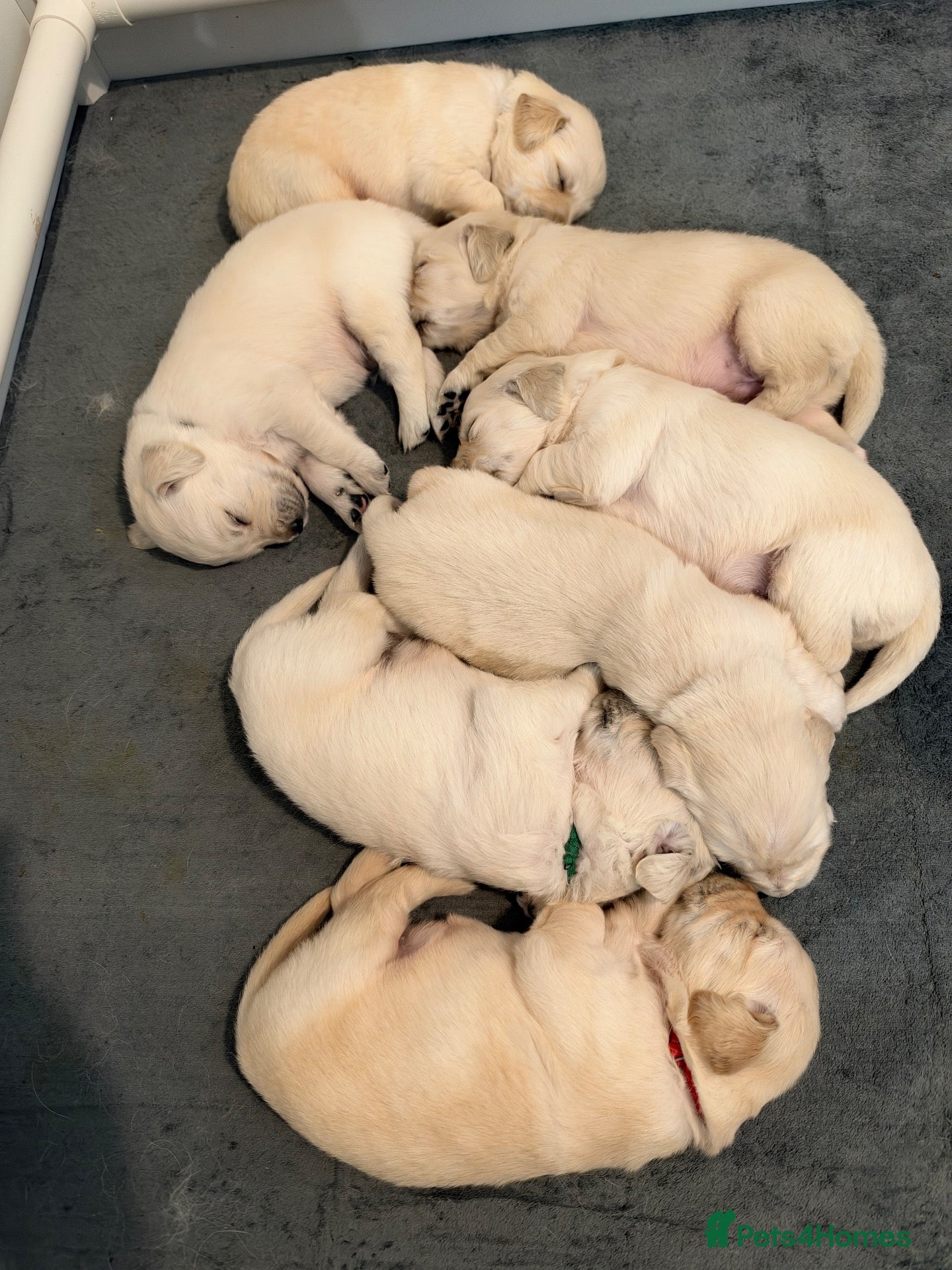 Golden Retriever dogs K.C Golden retriever puppies  - Advert 2